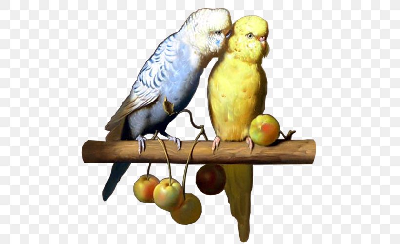 Budgerigar The Carolina Parakeet: America's Lost Parrot In Art And Memory Bird Columbidae, PNG, 500x500px, Budgerigar, Affection, Beak, Bird, Bird Supply Download Free