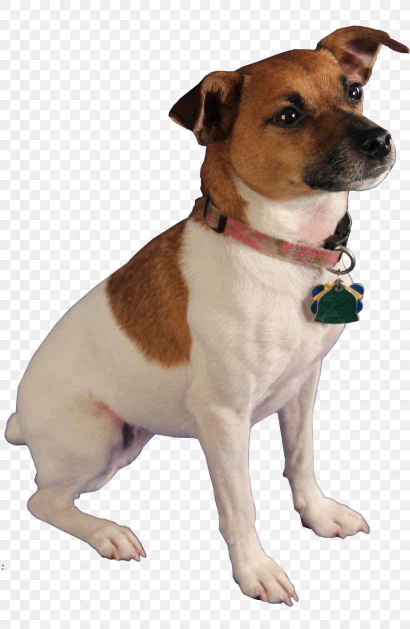 Jack Russell Terrier Cat Pest-Sniffing Dogs Bed Bug, PNG, 1340x2057px, Jack Russell Terrier, Attack Dog, Bed, Bed Bug, Bed Bug Bite Download Free