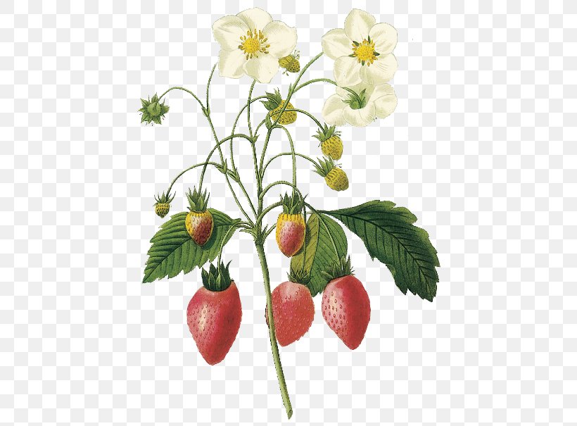 Virginia Strawberry Choix Des Plus Belles Fleurs Botanical Illustration Botany, PNG, 577x605px, Strawberry, Art, Botanical Illustration, Botanical Illustrator, Botany Download Free