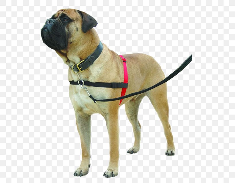 Dog Harness Dog Collar Dog Training Horse Harnesses, PNG, 576x639px, Dog, Bullmastiff, Carnivoran, Dog Agility, Dog Breed Download Free