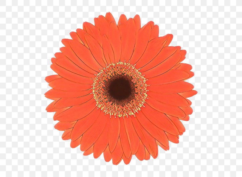 Orange, PNG, 600x600px, Cartoon, Barberton Daisy, Cut Flowers, Daisy Family, English Marigold Download Free