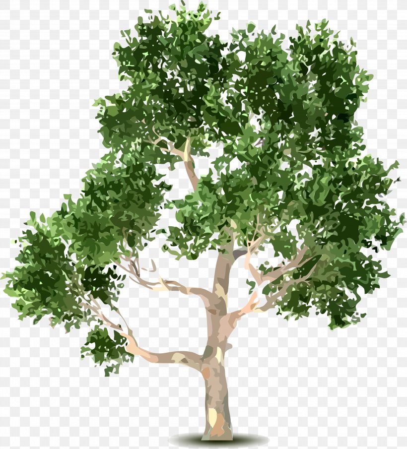 Tree Shrub Clip Art, PNG, 3607x3981px, Tree, Archive File, Birch, Branch, Digital Image Download Free
