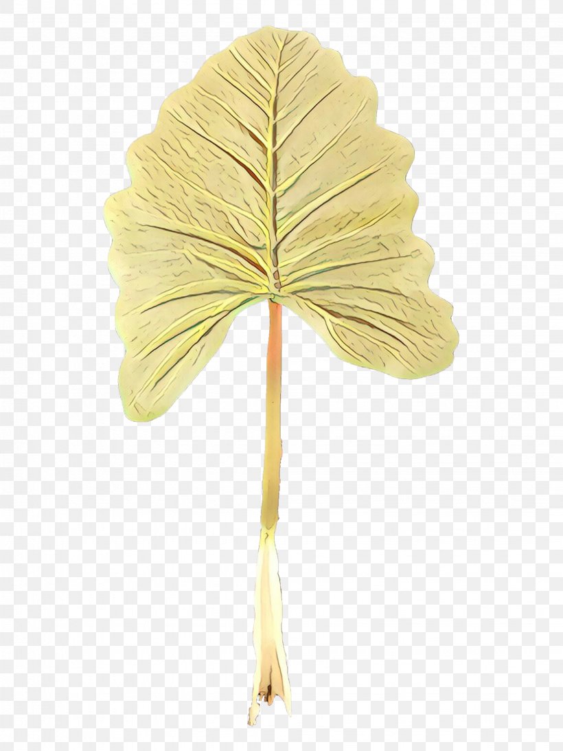 Plane Cartoon, PNG, 2249x3000px, Cartoon, Anthurium, Flower, Leaf, Maidenhair Tree Download Free