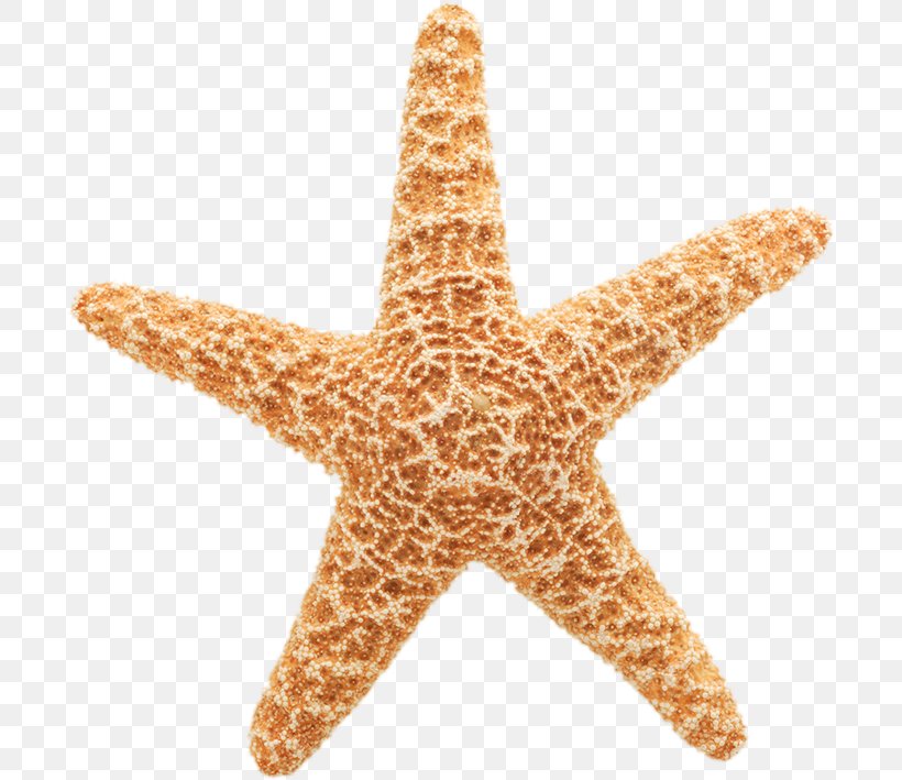 Starfish Giphy Gfycat Animated Film, PNG, 700x709px, Starfish, Animated Film, Crinoid, Echinoderm, Gfycat Download Free
