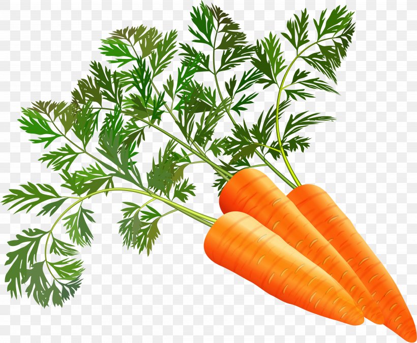 Juice Carrot Leaf Vegetable, PNG, 5000x4117px, Juice, Carrot, Carrot Juice, Common Beet, Food Download Free