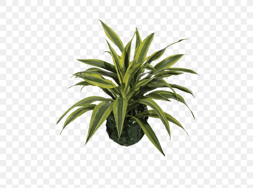Peace Lily Houseplant Arecaceae Flowerpot, PNG, 500x611px, Peace Lily, Arecaceae, Arecales, Evergreen, Flower Download Free