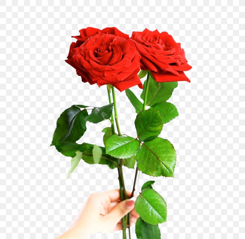 Valentine's Day Stock Photography Red Gift Rose, PNG, 544x800px, Stock Photography, Annual Plant, Artificial Flower, China Rose, Cut Flowers Download Free