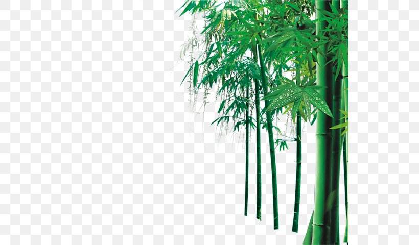 Bamboo Computer File, PNG, 545x480px, Bamboo, Grass, Green, Jpeg Network Graphics, Poster Download Free