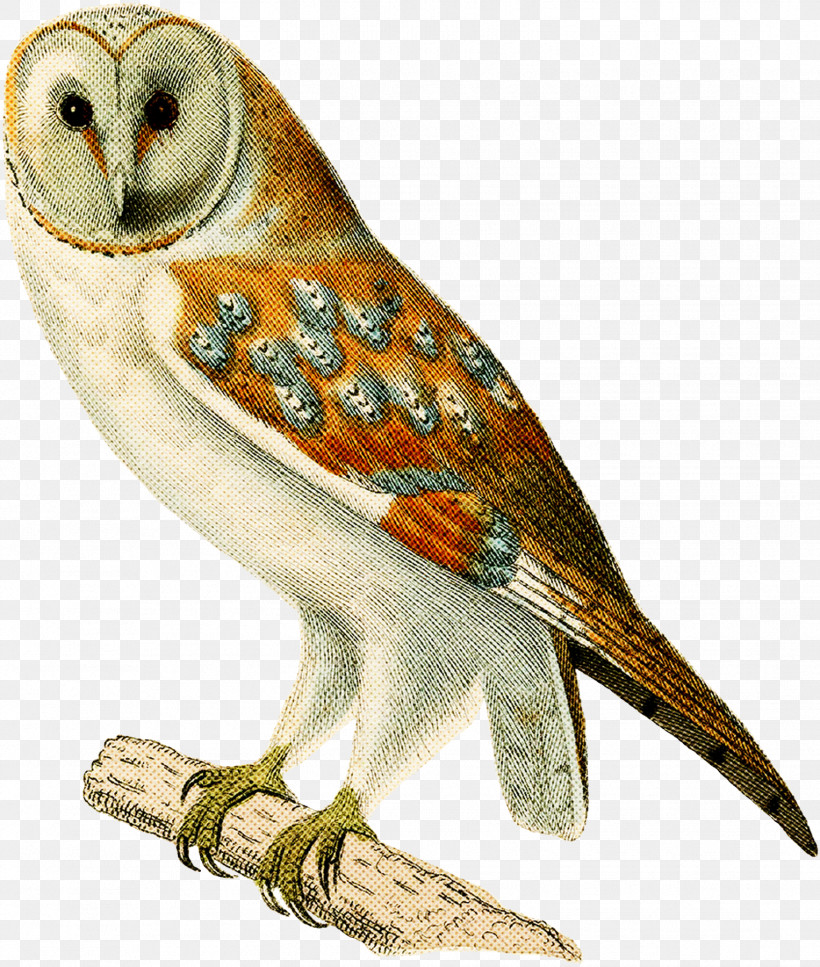 Bird Barn Owl Owl Beak Bird Of Prey, PNG, 1526x1800px, Bird, Animal Figure, Barn Owl, Beak, Bird Of Prey Download Free