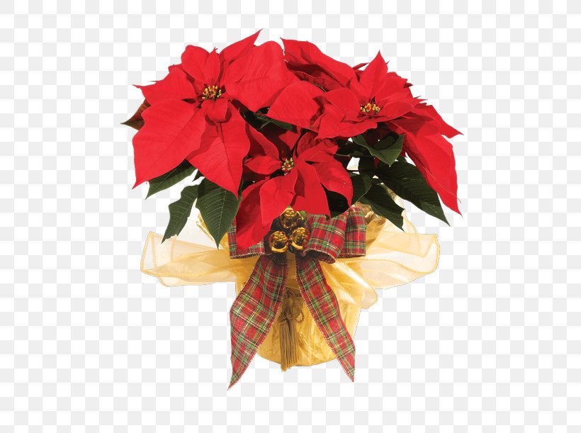 Christmas Decoration, PNG, 500x611px, Flower, Christmas Decoration, Impatiens, Perennial Plant, Petal Download Free