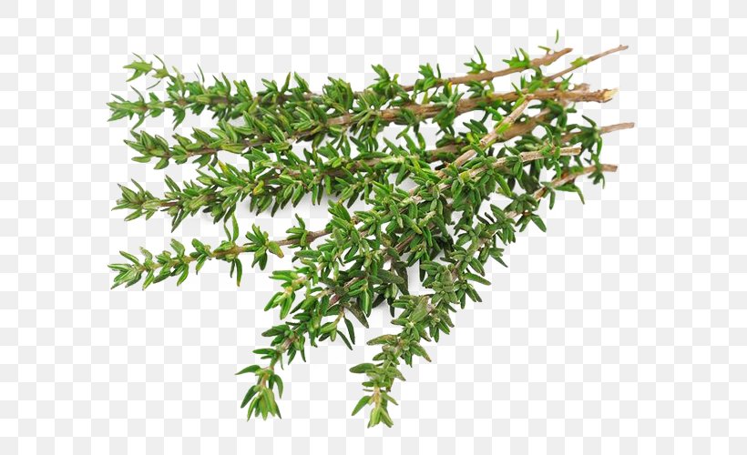 Garden Thyme Herb Food Stock Photography, PNG, 640x500px, Thyme, Basil, Bouquet Garni, Branch, Fines Herbes Download Free