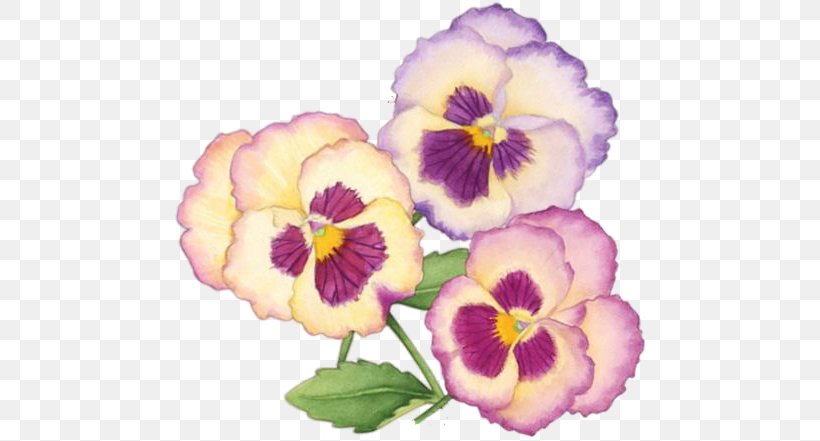Pansy Annual Plant Drawing Photography Clip Art, PNG, 480x441px, Pansy, Annual Plant, Drawing, Flower, Flowering Plant Download Free