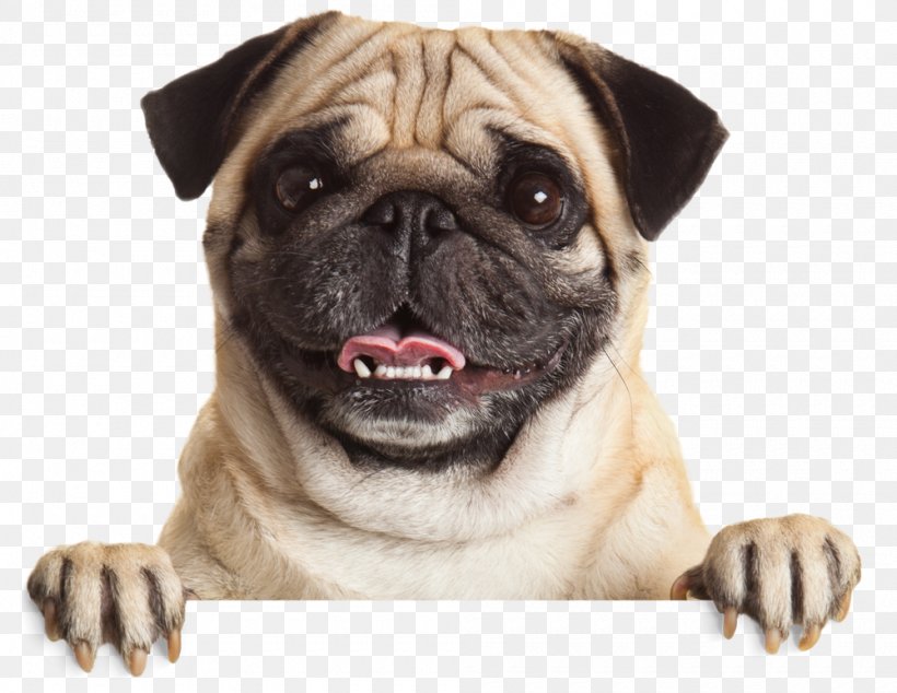 Pug Puppy Stock Photography Pet Dog Breed, PNG, 1000x774px, Pug, Breed, Carnivoran, Companion Dog, Cuteness Download Free