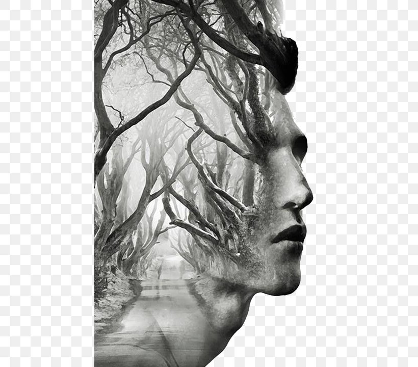 Dark Hedges Tree Art Multiple Exposure, PNG, 449x720px, Photography, Art, Artist, Black And White, Digital Art Download Free