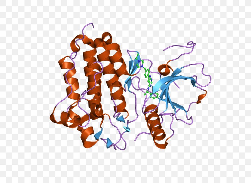 Epidermal Growth Factor Receptor Tyrosine Kinase, PNG, 800x600px, Epidermal Growth Factor Receptor, Art, Cell, Cell Growth, Cell Surface Receptor Download Free