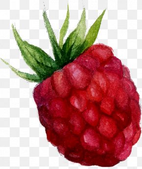 Raspberry - Mxfbre Watercolor Painting Tea PNG