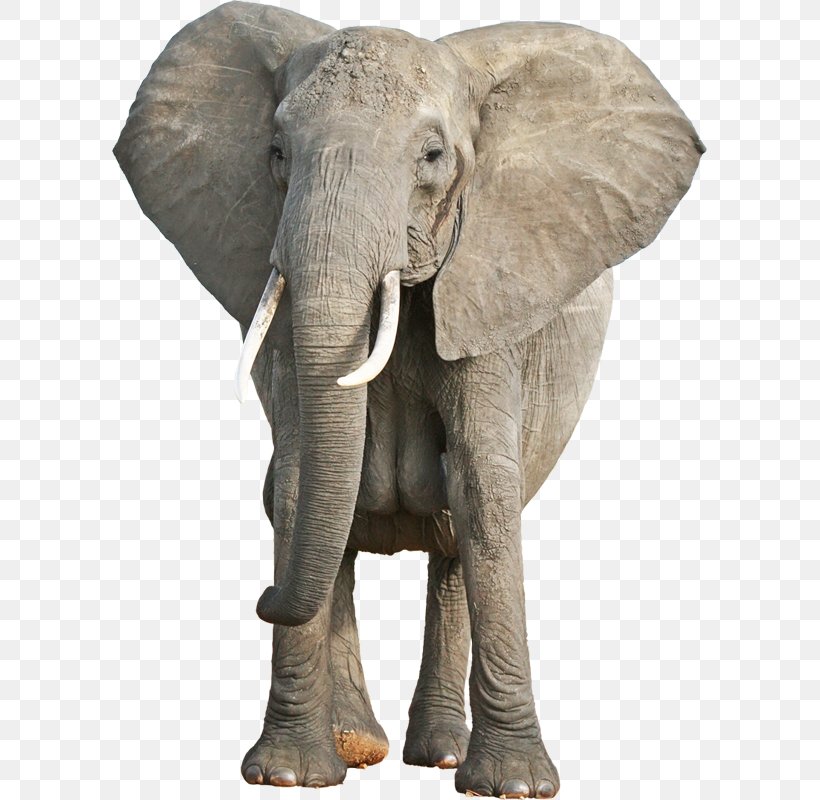Asian Elephant African Bush Elephant Animal Cognition World Elephant Day, PNG, 800x800px, Asian Elephant, African Bush Elephant, African Elephant, Animal, Animal Cognition Download Free