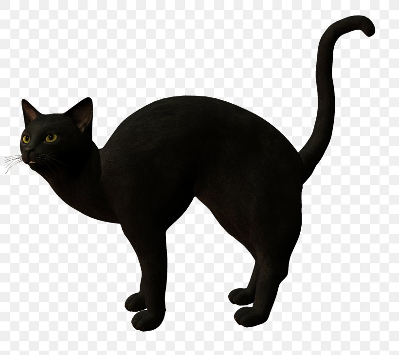 Black Cat Korat Havana Brown Domestic Short-haired Cat, PNG, 800x729px, Black Cat, Animal, Asian, Bombay, Burmese Download Free