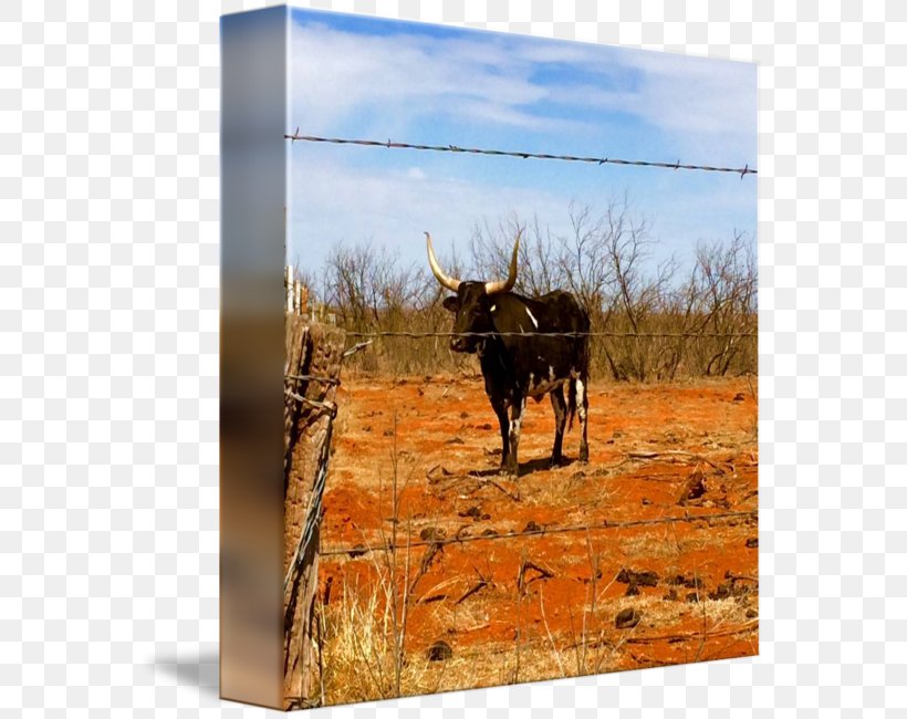 Cattle Landscape Fauna Jeffrey Horn, PNG, 567x650px, Cattle, Cattle Like Mammal, Deer, Fauna, Horn Download Free