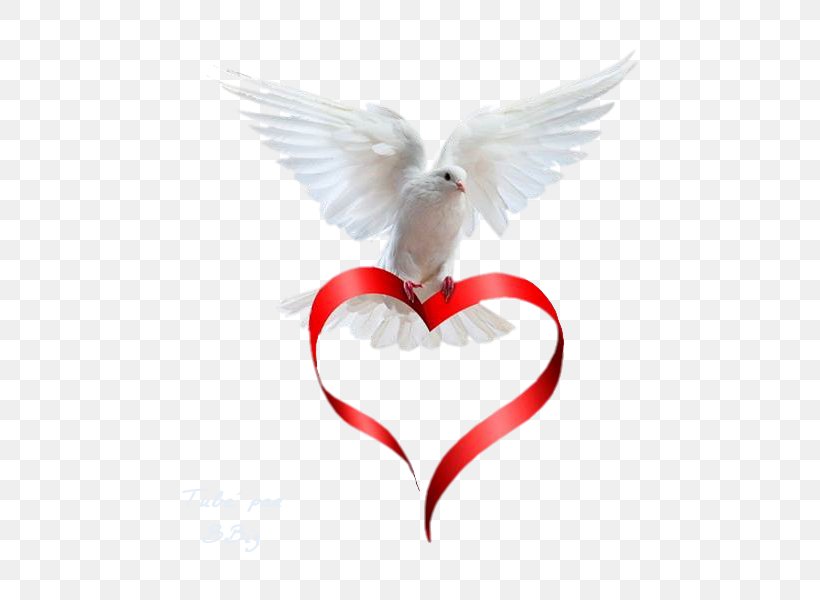 Peace Cousin Angel Text Love, PNG, 531x600px, Peace, Angel, Beak, Bird, Blog Download Free