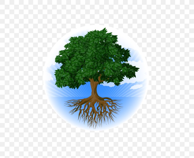 Tree Root Stock Photography Oak, PNG, 488x668px, Tree, Conifers, Flowerpot, Grass, Ironbark Download Free