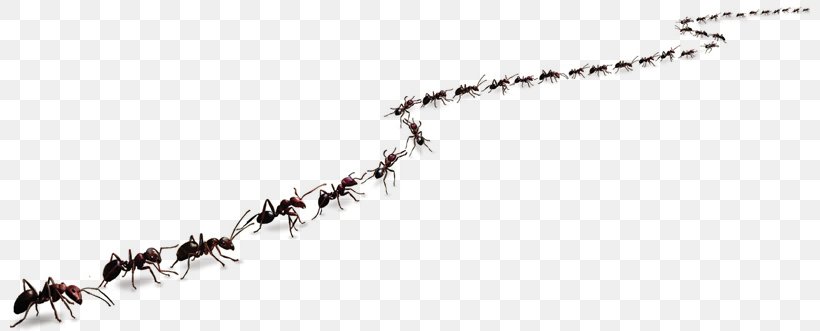 Ant Colony Trail Pheromone Clip Art, PNG, 800x331px, Ant, Ant Colony, Army Ant, Branch, Carpenter Ant Download Free