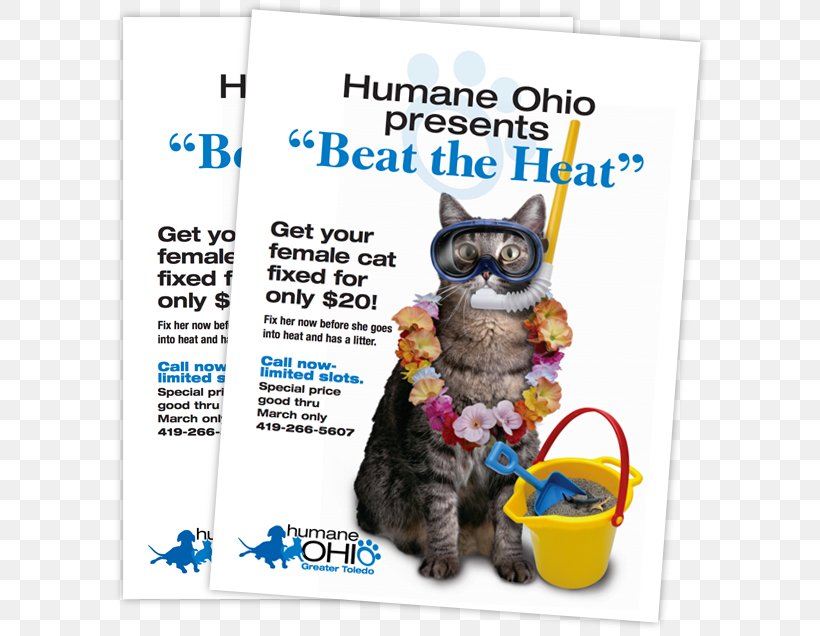 Kitten Promotion Neutering Slogan, PNG, 656x636px, Kitten, Carnivoran, Cat, Cat Like Mammal, Discounts And Allowances Download Free