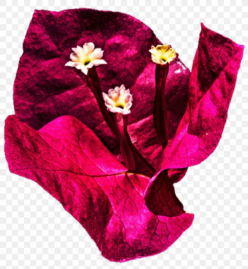 Magenta Velvet, PNG, 858x932px, Magenta, Flower, Fur, Petal, Plant Download Free