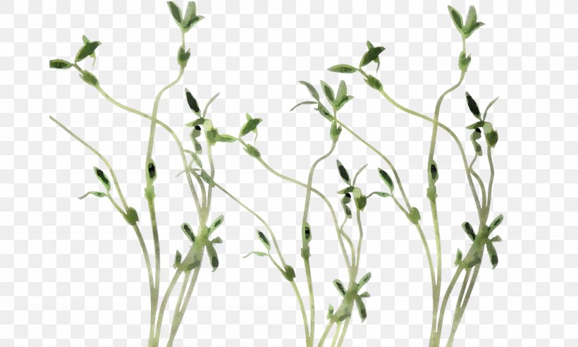 Plant Flower Grass Pedicel Grass Family, PNG, 2000x1202px, Plant, Elymus Repens, Flower, Grass, Grass Family Download Free