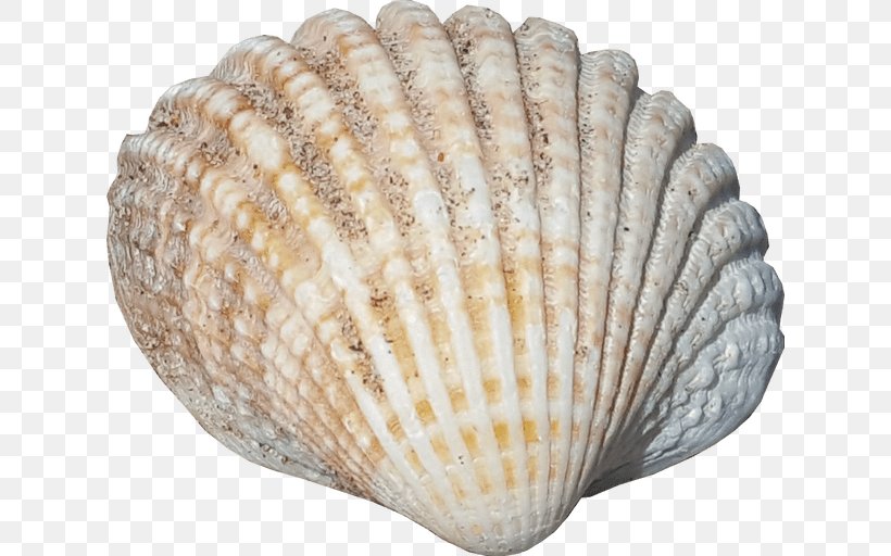 Seashell Graphic Design, PNG, 624x512px, Seashell, Advertising, Art, Clam, Clams Oysters Mussels And Scallops Download Free