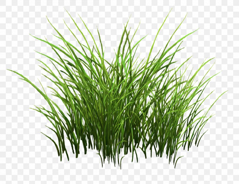 Sweet Grass Vetiver Commodity Wheatgrass Plant Stem, PNG, 1200x924px, Sweet Grass, Aquarium Decor, Chrysopogon, Chrysopogon Zizanioides, Commodity Download Free