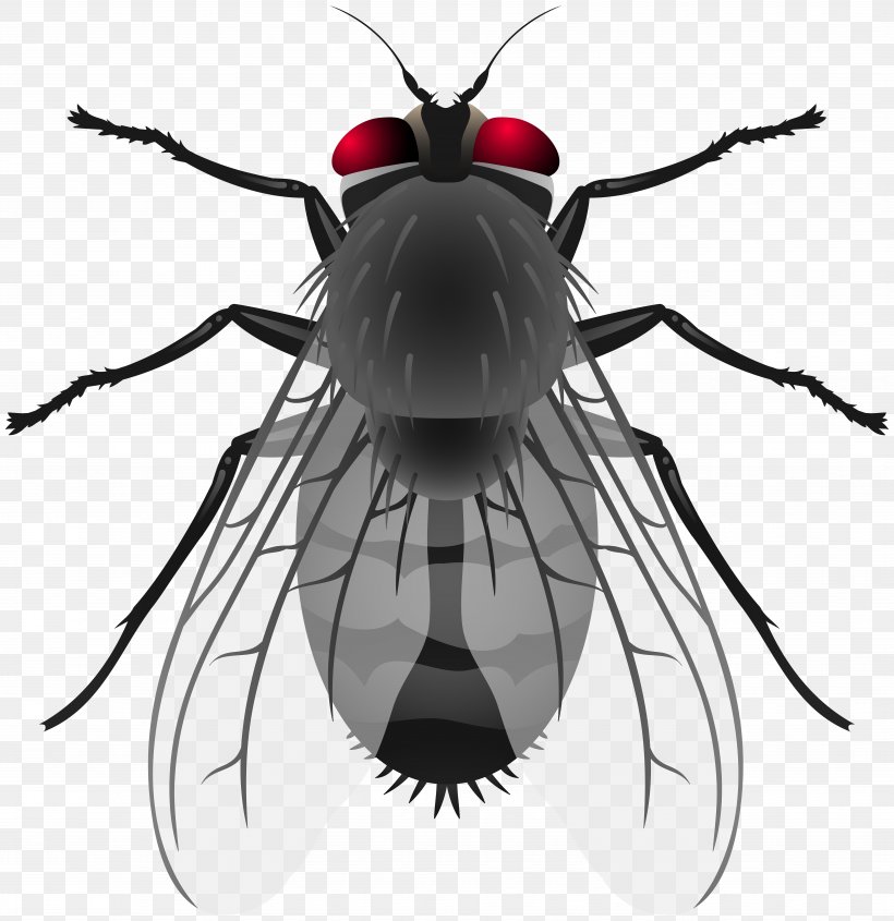 Insect Housefly Clip Art, PNG, 7762x8000px, Insect, Arthropod, Beetle, Black And White, Blog Download Free