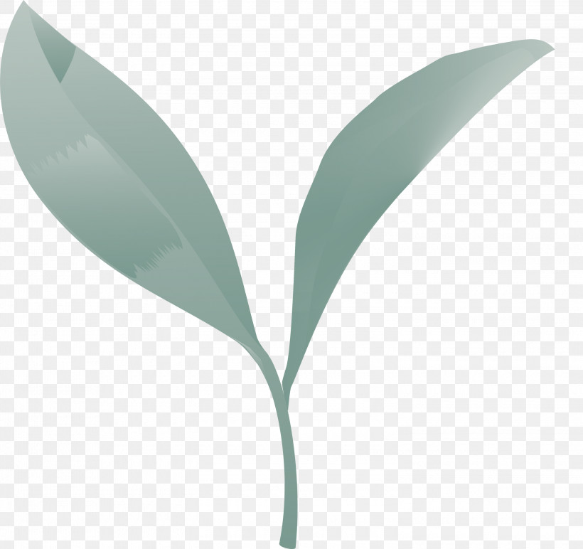 Tea Leaves Leaf Spring, PNG, 3000x2825px, Tea Leaves, Eucalyptus, Flower, Green, Leaf Download Free