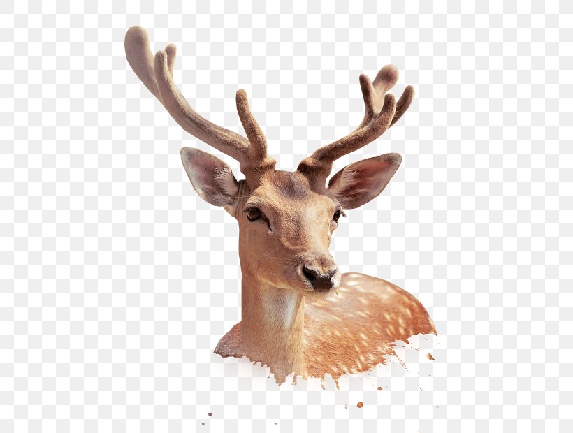 Deer Template Download Illustration, PNG, 522x620px, Deer, Antler, Coreldraw, Fauna, Horn Download Free