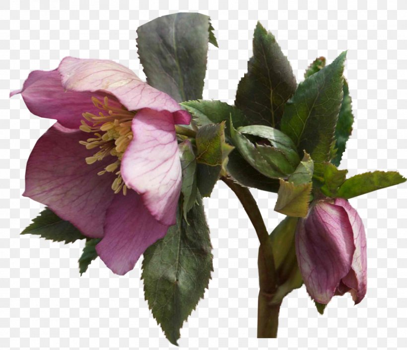 Helleborus Niger Flower Garden Roses Plant, PNG, 1600x1376px, 2016, Helleborus Niger, Blog, Flower, Flowering Plant Download Free