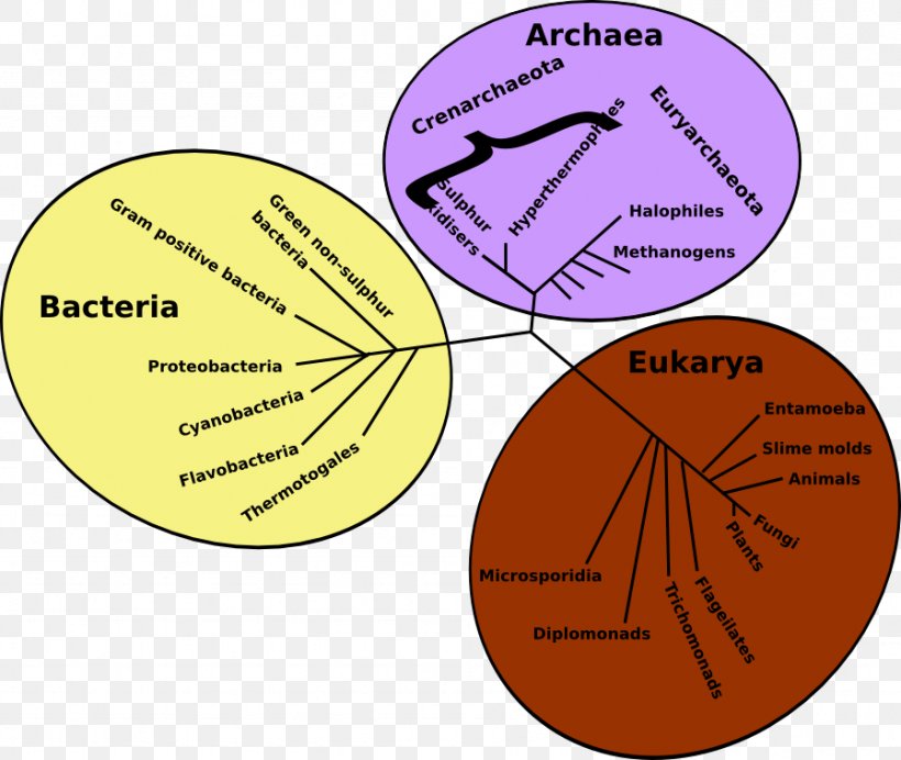 Phylogenetic Tree Three-domain System Archaeans Evolution, PNG, 897x757px, Phylogenetic Tree, Archaeans, Area, Bacteria, Biological Classification Download Free