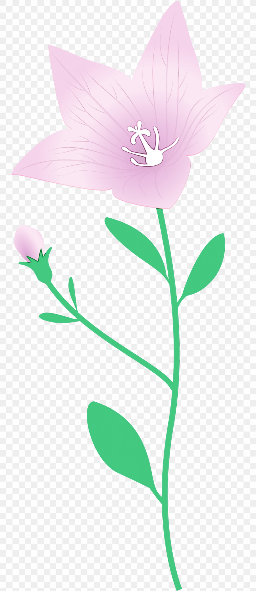 Plant Stem Flower Leaf Petal Herbaceous Plant, PNG, 1301x3000px, Balloon Flower, Biology, Flora, Flower, Herbaceous Plant Download Free