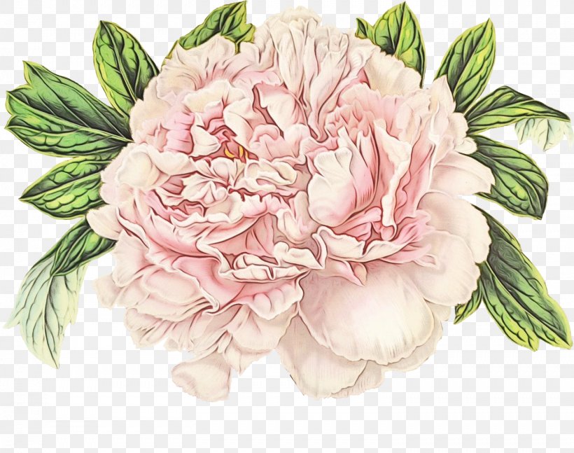 Flowering Plant Flower Pink Common Peony Plant, PNG, 1517x1197px, Watercolor, Chinese Peony, Common Peony, Cut Flowers, Flower Download Free