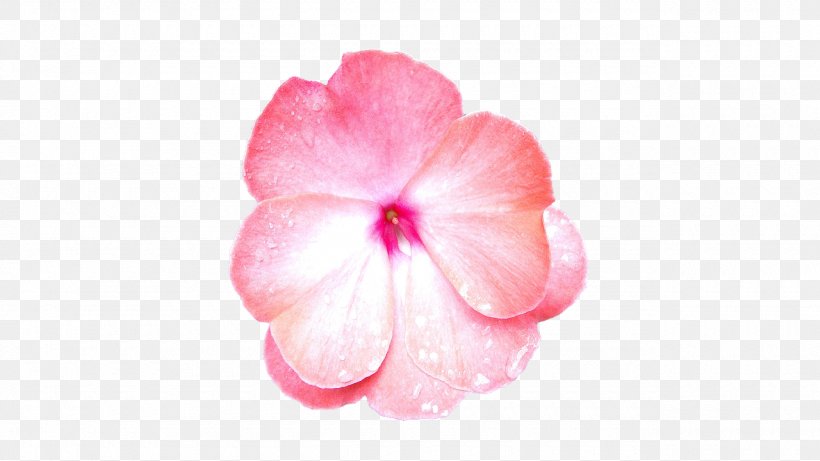 Hibiscus Pink Flowers Petal Rose, PNG, 1280x720px, Hibiscus, Close Up, Closeup, Data Compression, Flower Download Free