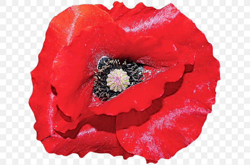 Red Flower Oriental Poppy Petal Poppy, PNG, 640x541px, Red, Coquelicot, Corn Poppy, Flower, Oriental Poppy Download Free