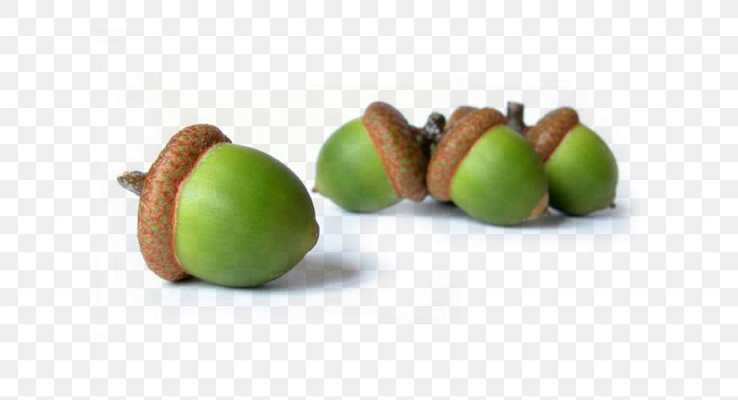 Acorn Hazelnut Oak Food, PNG, 606x444px, Acorn, Cashew, Dried Fruit, Eating, Food Download Free