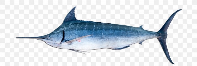 Billfish Atlantic Blue Marlin Black Marlin Marlin Fishing, PNG, 2115x717px, Billfish, Atlantic Blue Marlin, Black Marlin, Bony Fish, Fauna Download Free