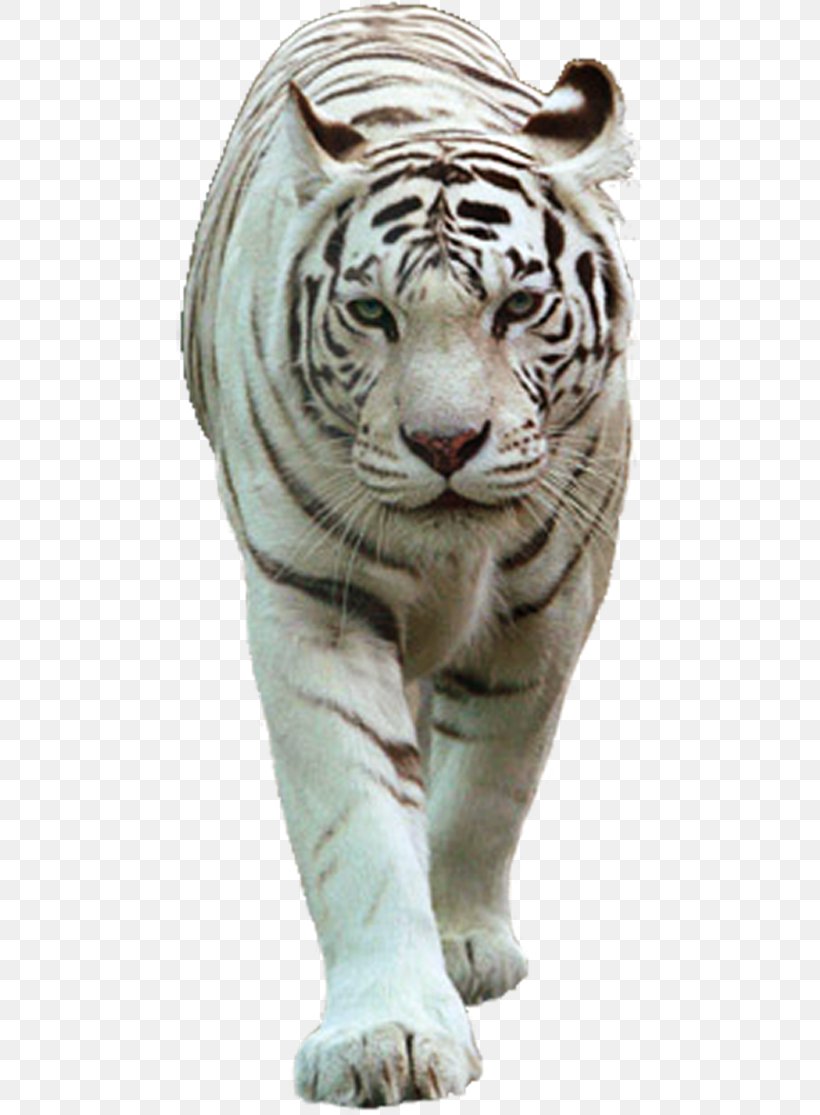 Felidae White Tiger Lion, PNG, 467x1115px, Felidae, Animal, Bengal Tiger, Big Cats, Carnivoran Download Free