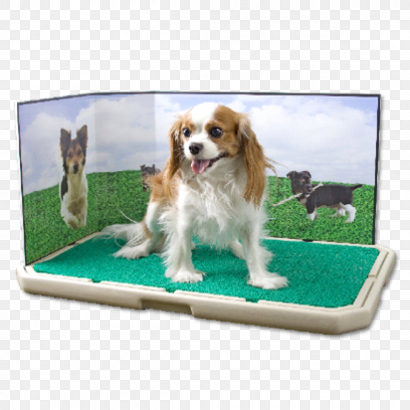 Puppy Toilet Training Mudhol Hound Pet Labrador Retriever, PNG, 1200x1200px, Puppy, Animal, Carnivoran, Cat Litter Trays, Cavalier King Charles Spaniel Download Free