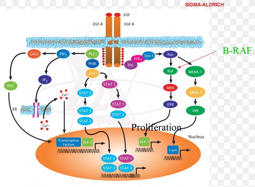 Signal Transduction Epidermal Growth Factor Receptor Cell Signaling Biological Pathway, PNG, 1278x940px, Signal Transduction, Aktpkb Signaling Pathway, Area, Biological Pathway, Cell Signaling Download Free