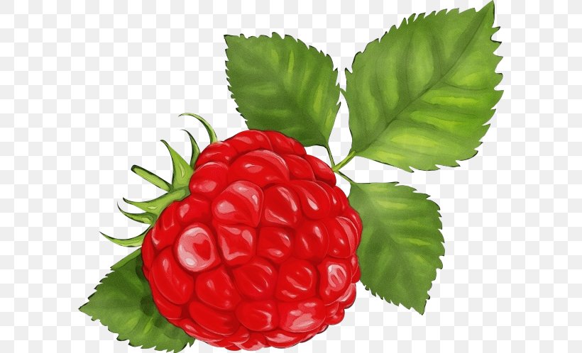 Berry Raspberry Rubus West Indian Raspberry Fruit, PNG, 600x498px, Watercolor, Berry, Fruit, Frutti Di Bosco, Loganberry Download Free