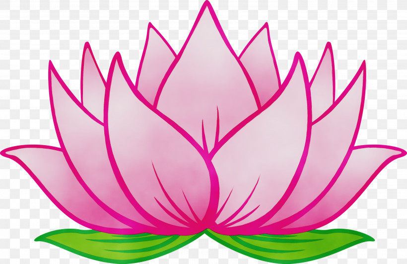 Lotus, PNG, 3000x1946px, Lotus, Aquatic Plant, Flower, Lotus Family, Paint Download Free