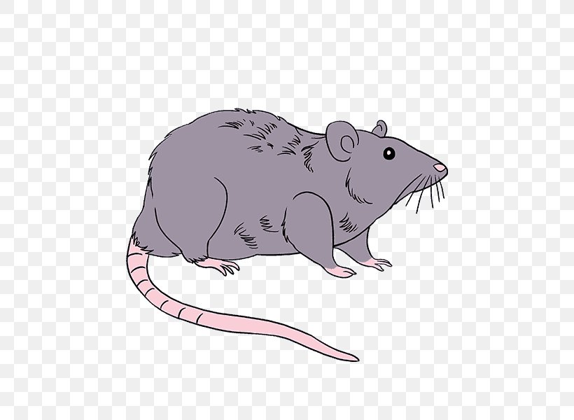 Rodent Mouse Drawing Brown Rat Black Rat, PNG, 678x600px, Rodent, Beaver, Black Rat, Brown Rat, Carnivoran Download Free