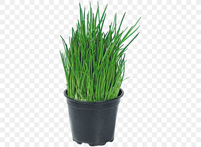 Sweet Grass Garlic Chives Seed, PNG, 600x600px, Sweet Grass, Allium, Black Garlic, Chives, Commodity Download Free