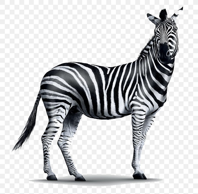 Zebra Wildlife Animal Figure Black-and-white Snout, PNG, 800x804px, Zebra, Animal Figure, Blackandwhite, Mane, Quagga Download Free